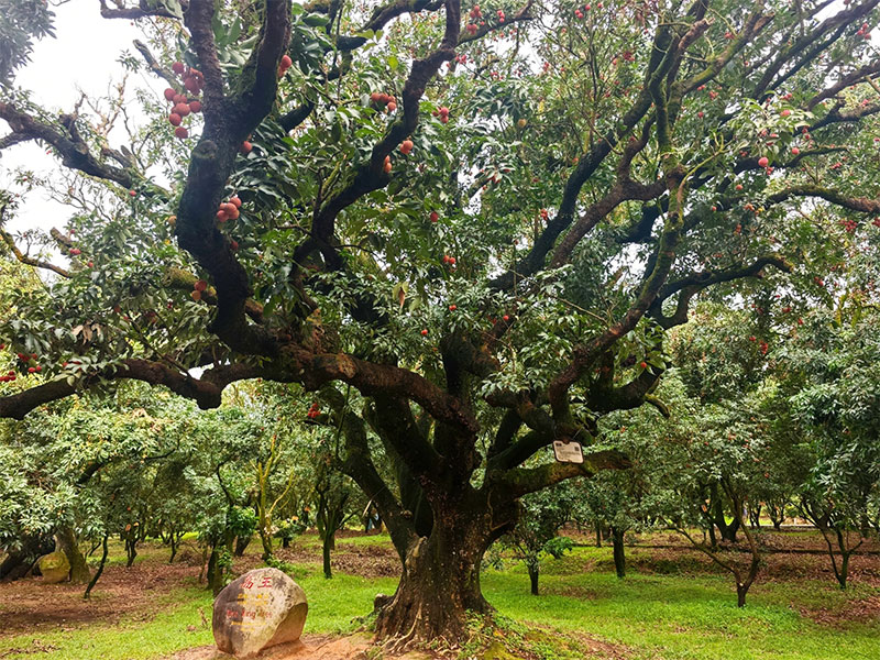 ????????????????????????????????????????????????800??????????????????????????????????????????????????????????????????????? ????????????????????????????????????????