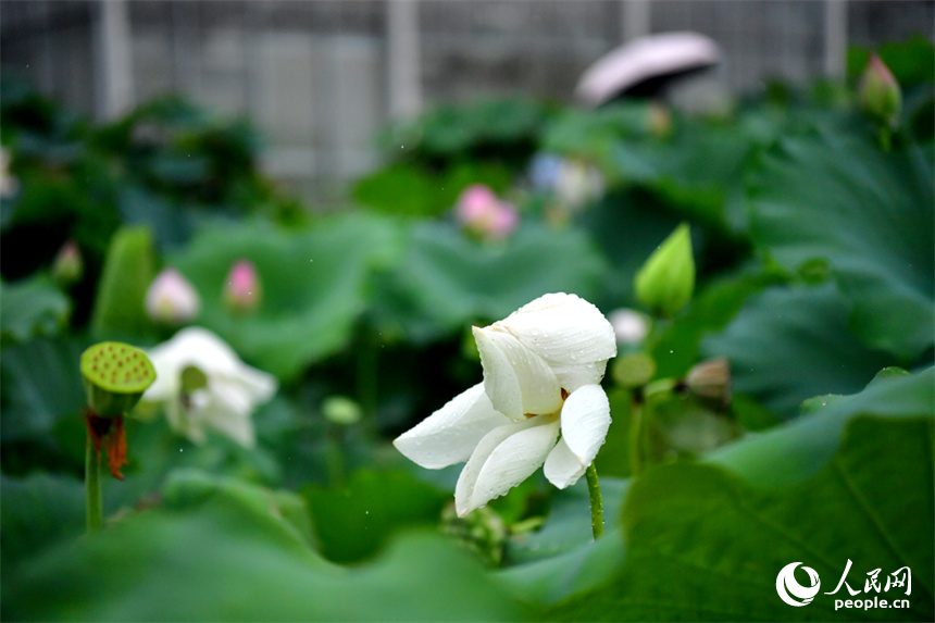 ?????????????????????????? ?????????????????????